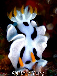 Nudibranchia: Chromodoris dianae  by Harry Yang 